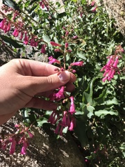 Penstemon clevelandii