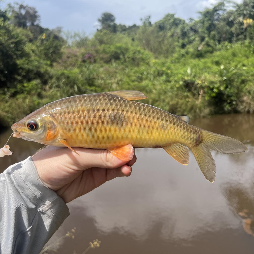 Gosse's leporinus (Leporinus gossei) — Anostomidae