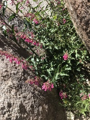 Penstemon clevelandii