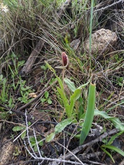 Fritillaria biflora biflora