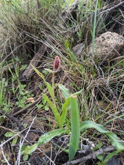 Fritillaria biflora biflora