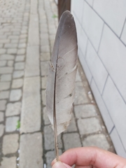 Columba livia domestica