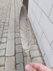 Columba livia domestica