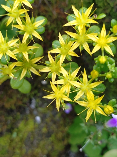 Alfred Stonecrop (Sedum formosanum)