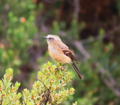 Ochthoeca fumicolor
