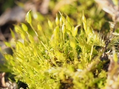 Weissia brachycarpa