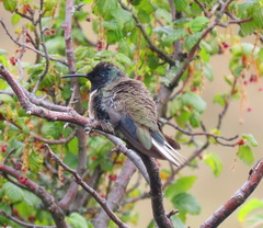 Oreotrochilus chimborazo