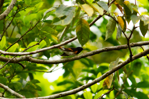 American Redstart