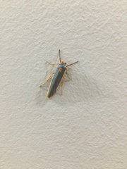 Sozusa scutellata