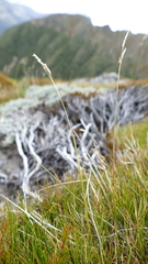 Anthoxanthum equisetum