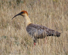 Theristicus branickii