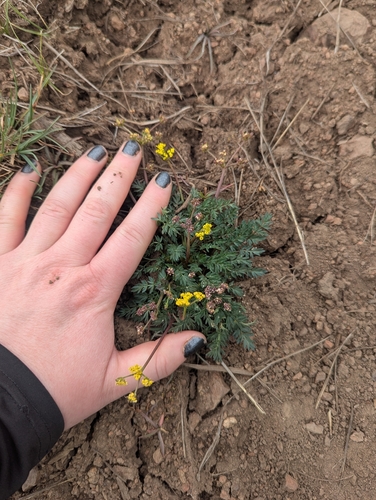 Lomatium donnellii, 2026-04-10