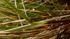 Anthoxanthum equisetum