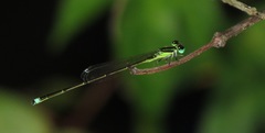 Ischnura prognata