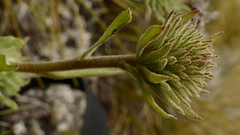 Celmisia hieraciifolia