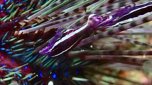 Stegopontonia commensalis observed 2026-04-06