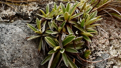 Celmisia hieraciifolia