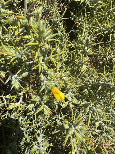 Avistamiento Ulex parviflorus