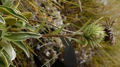 Celmisia hieraciifolia