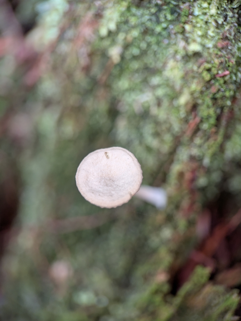 Lichenomphalia ericetorum · April 2026 · photo: © moemeikle (iNaturalist, cc-by)