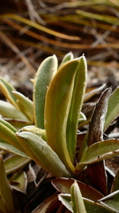 Celmisia hieraciifolia