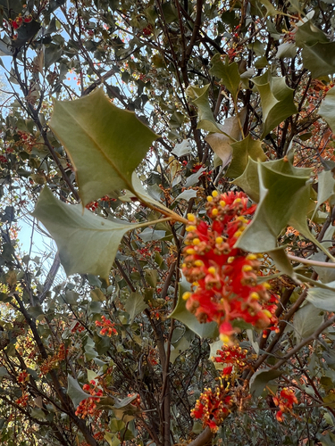 Wickham's Grevillea (Grevillea wickhamii)