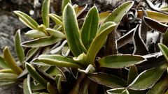 Celmisia hieraciifolia