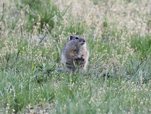 Belding's Ground Squirrel observed by oregonnaturalist13
