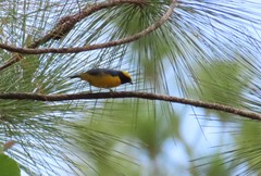 Euphonia luteicapilla
