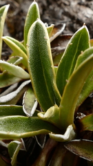 Celmisia hieraciifolia