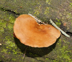 Polyporus gayanus