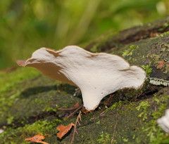 Polyporus gayanus