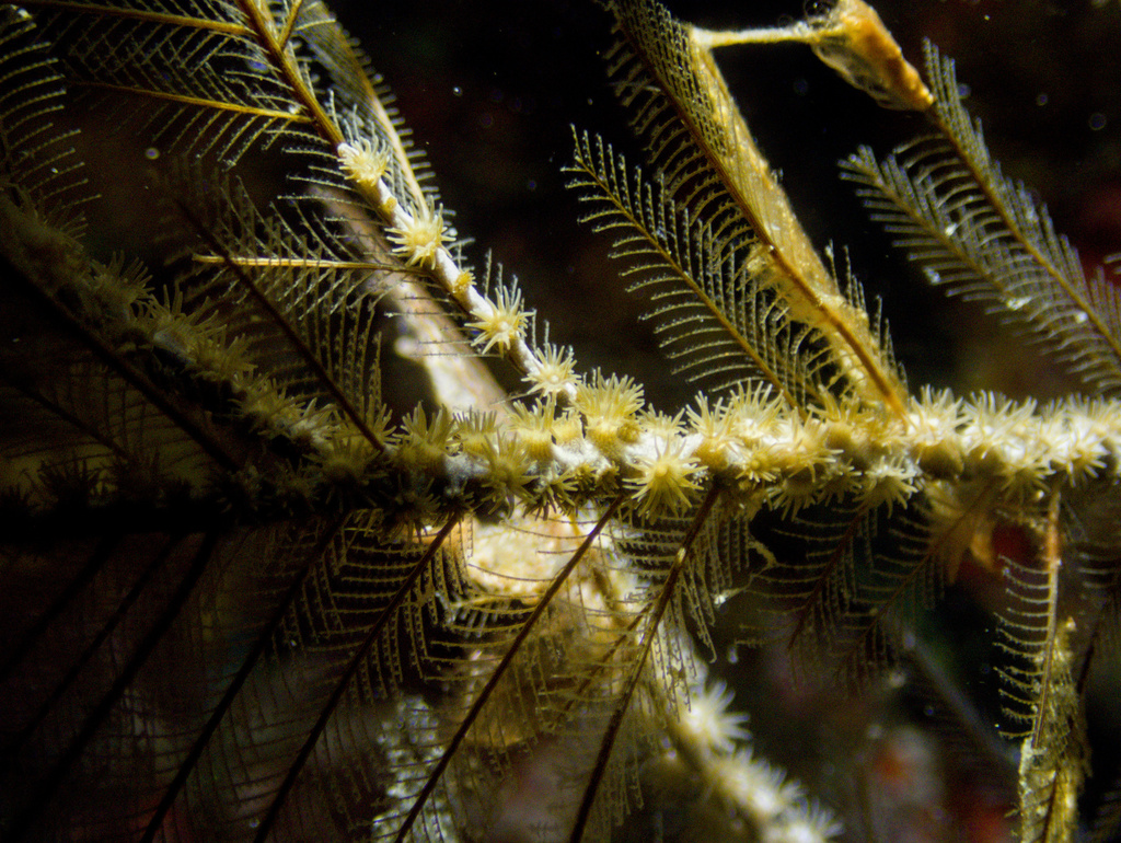 hydroid zoanthid