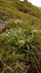 Celmisia hieraciifolia