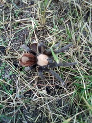 Brachypelma albiceps