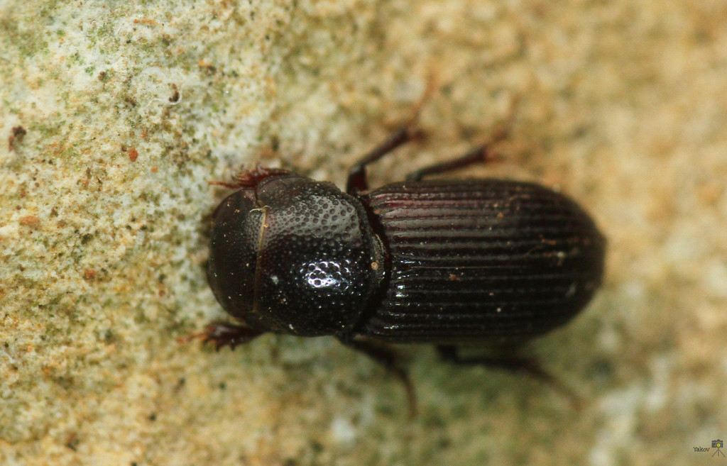 Ataenius horticola