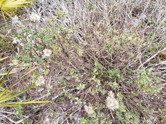 Garberia heterophylla image