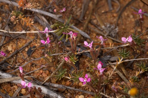 Tangle Triggerplant (Stylidium dielsianum)