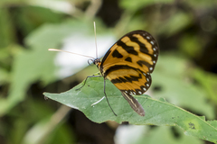 Mechanitis lysimnia utemaia