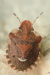 Dyroderes umbraculatus