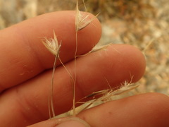 Rytidosperma setifolium