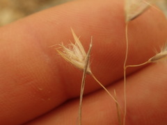 Rytidosperma setifolium