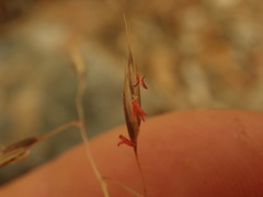 Rytidosperma setifolium