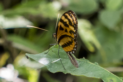 Mechanitis lysimnia utemaia