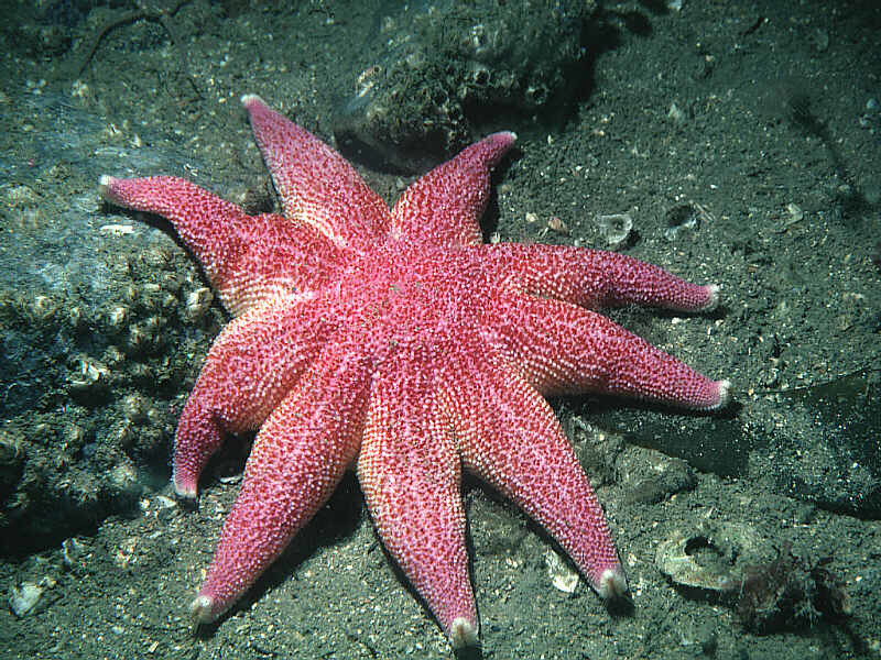 Spinulosacean Sea Stars