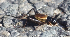 Gryllus firmus