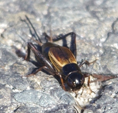 Gryllus firmus