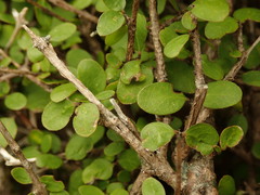 Coprosma wallii