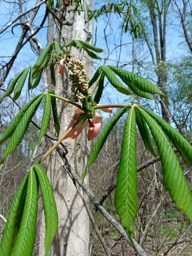 Ohio buckeye (Aesculus glabra)