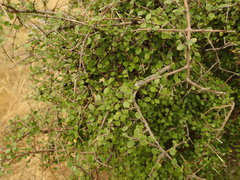 Coprosma wallii